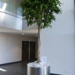 Assemblage Ficus Amstel King