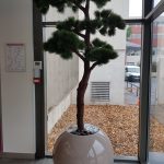 pin bonsai 4