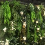 Mur vegetal - fleurs blanches