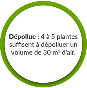 Pollen Créations - Dépollue : 4 à 5 plantes suffisent à dépolluer un volume de 30m² d'air