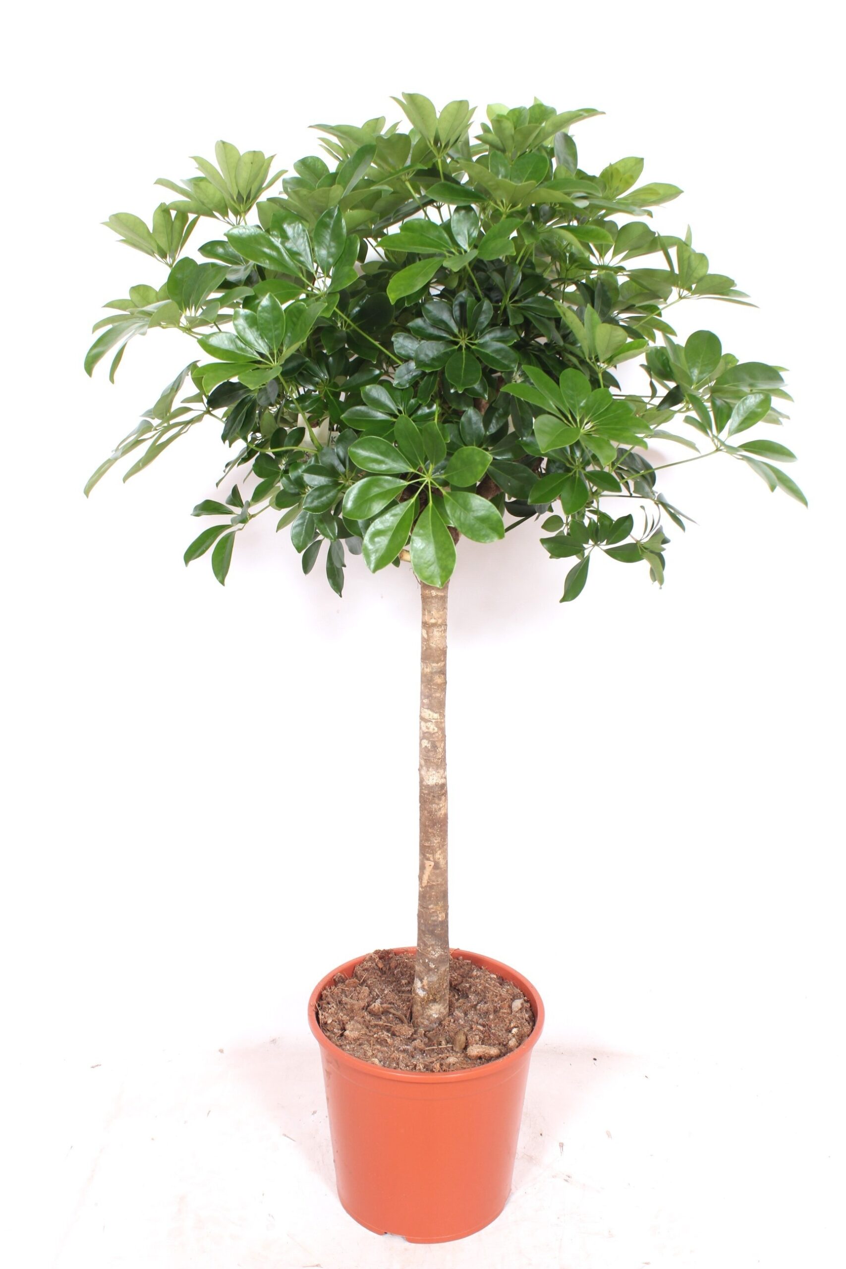 Schefflera artificielle